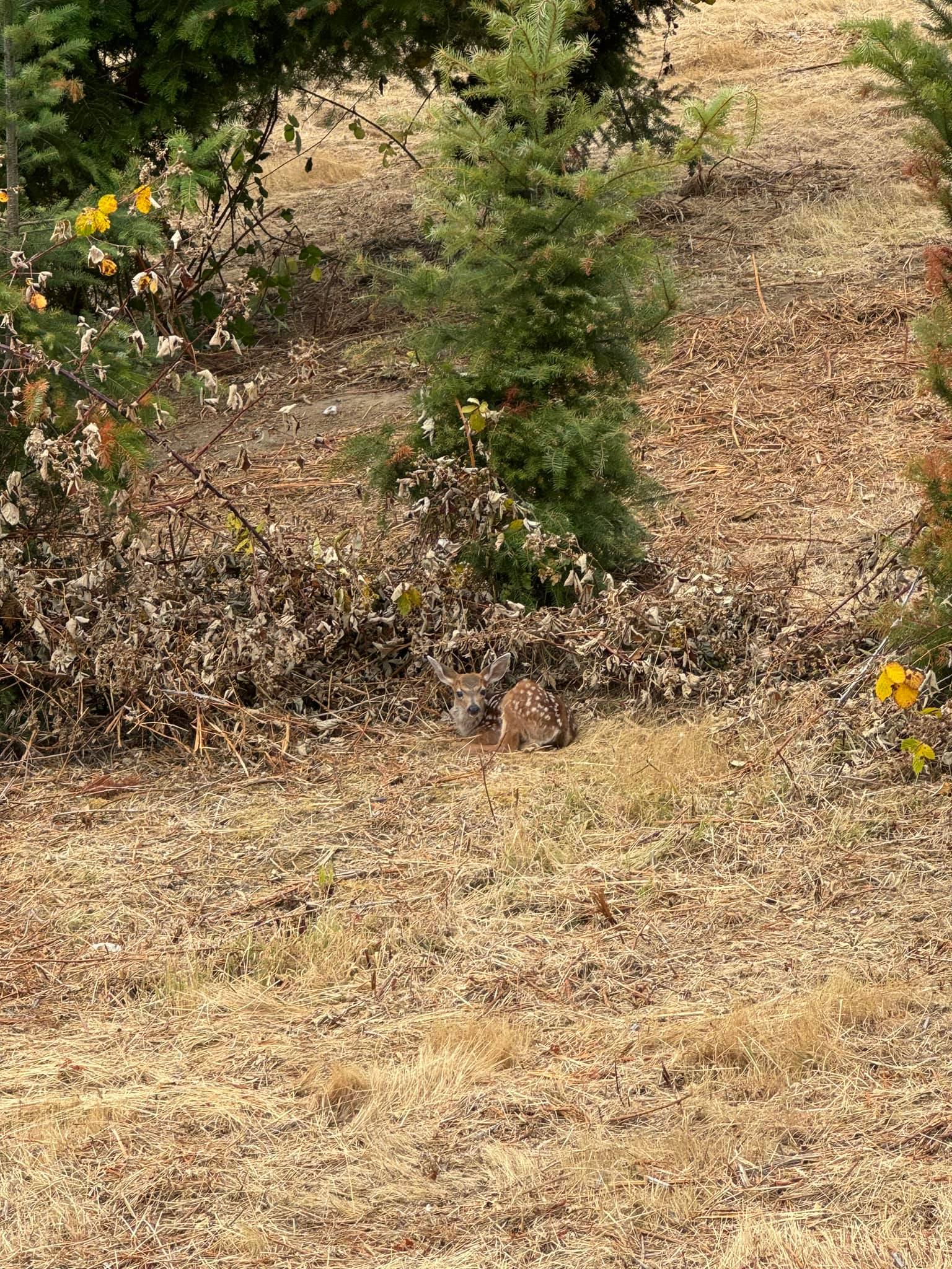 Roberts Christmas Tree Farm | Roseburg OR
