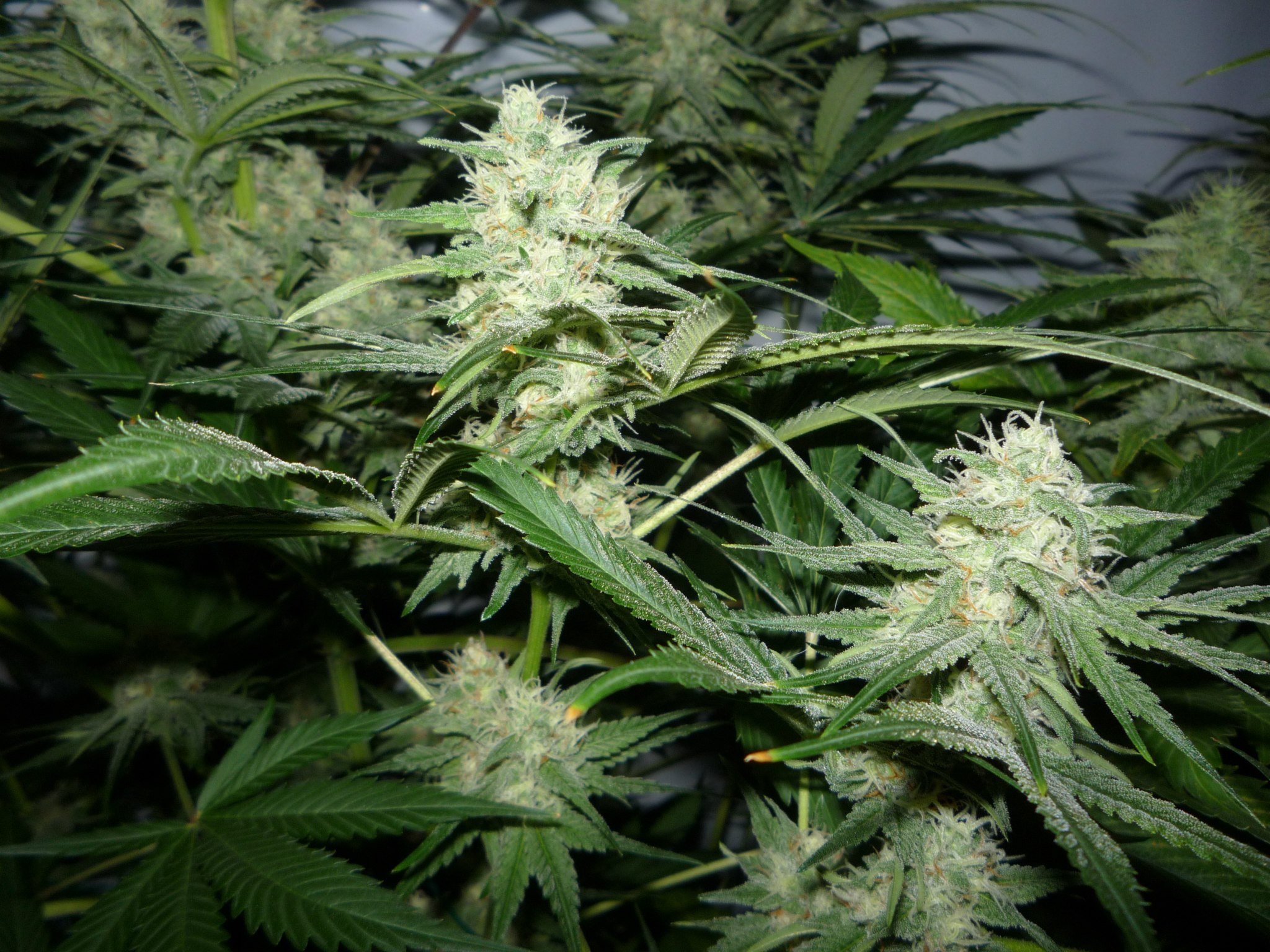 Canna spliff'