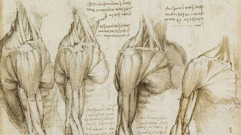 Anatomia Funcional CAFD