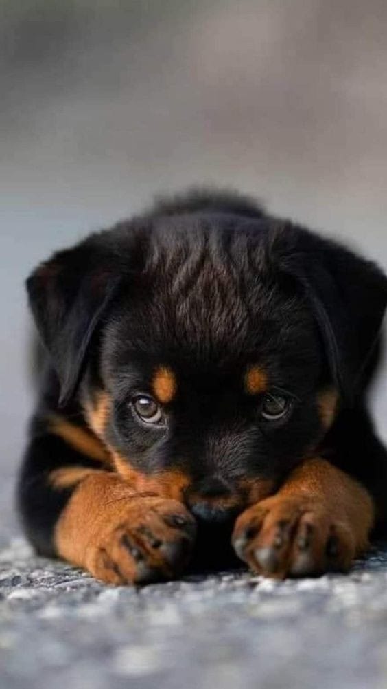 Rottweiler Romania