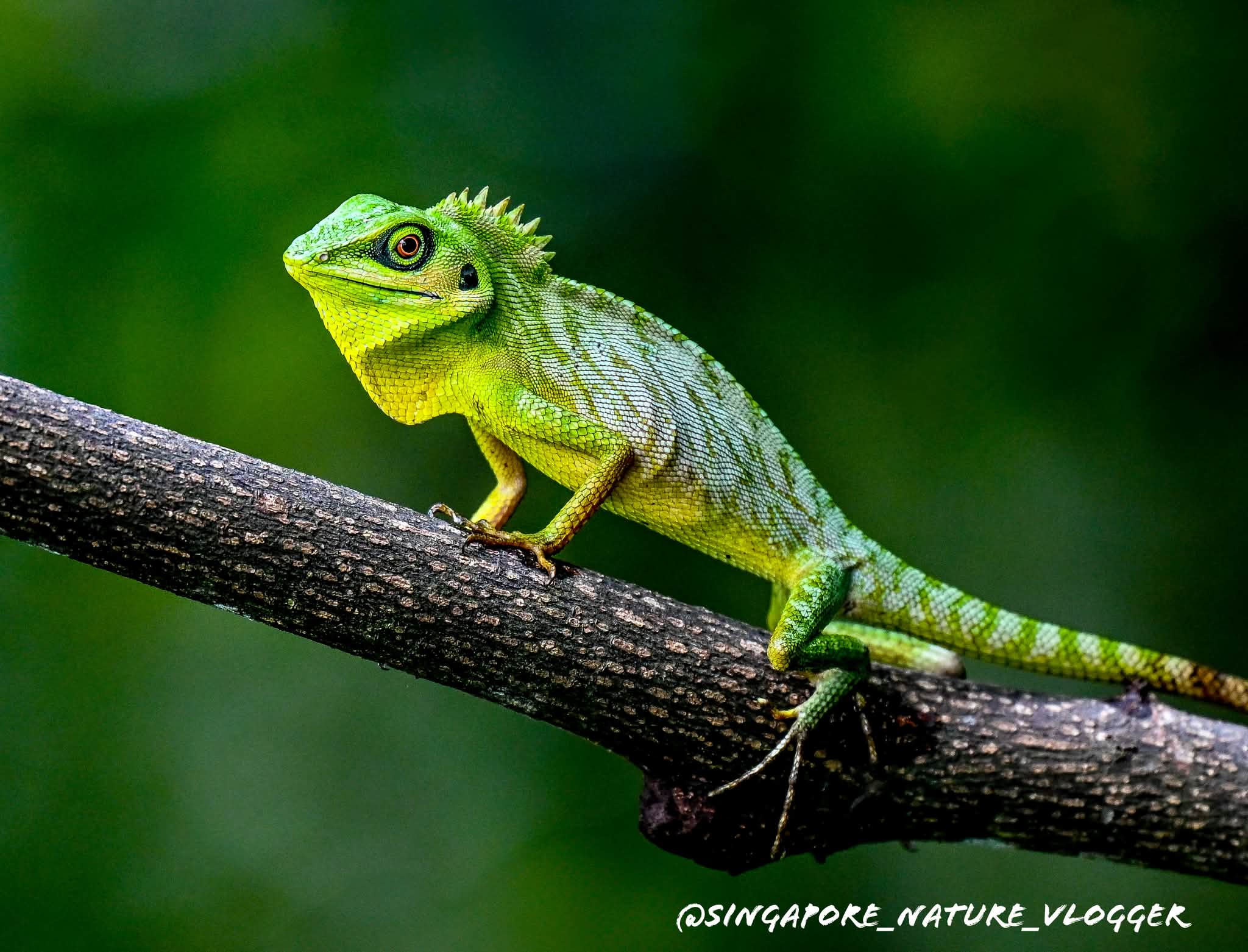 What is the name of this green lizard species?