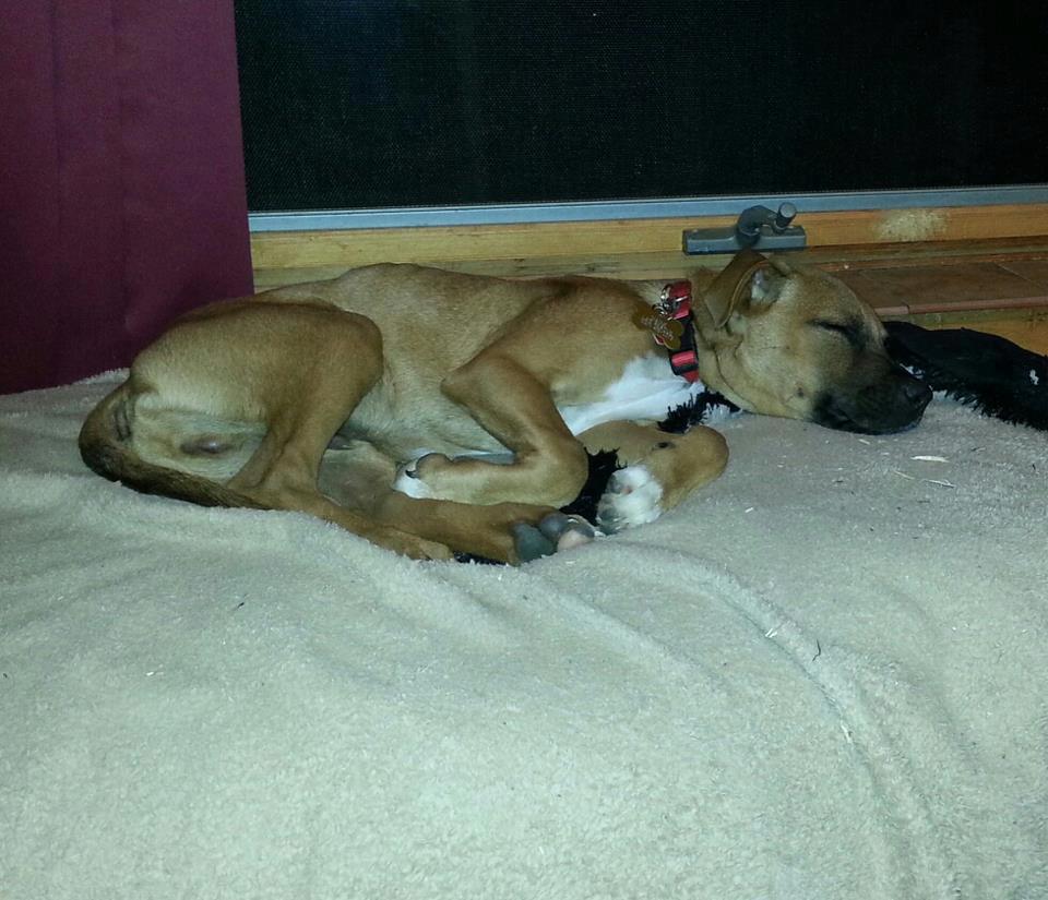Maine Lab Rescue