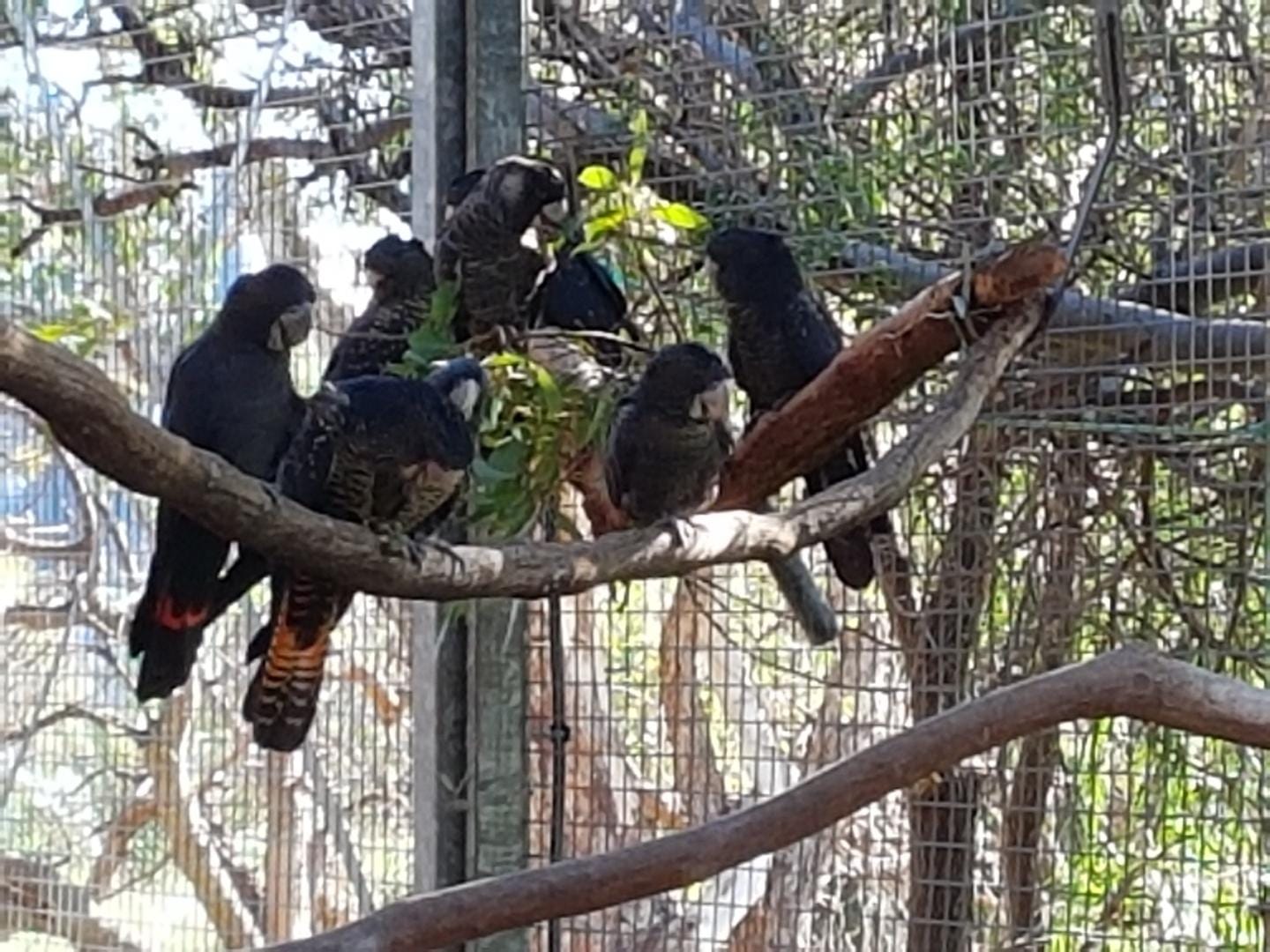 Our Team wish you a Happy... - Native Animal Rescue AU | Facebook