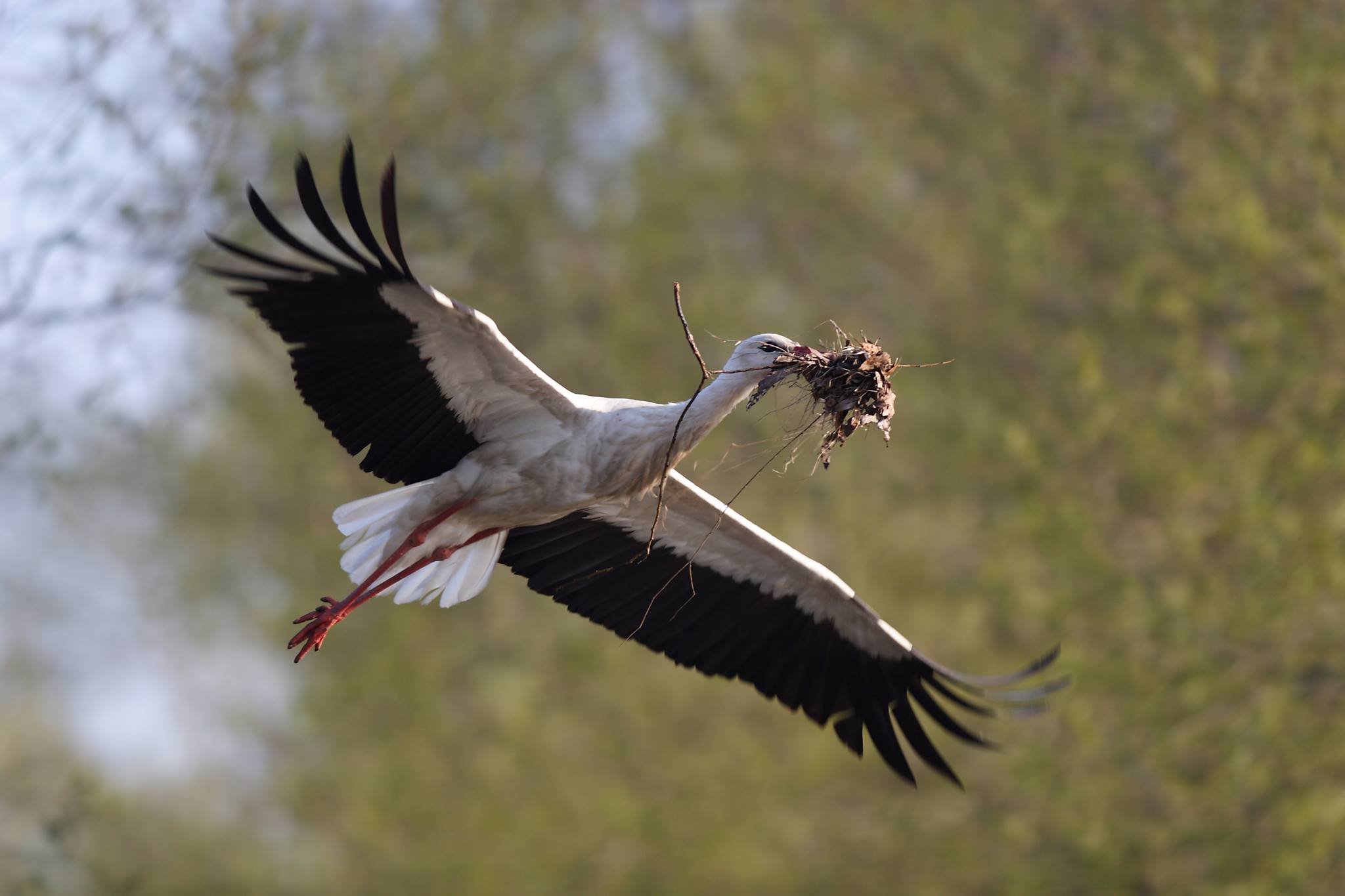 Groupe Naturaliste Loire-Atlantique