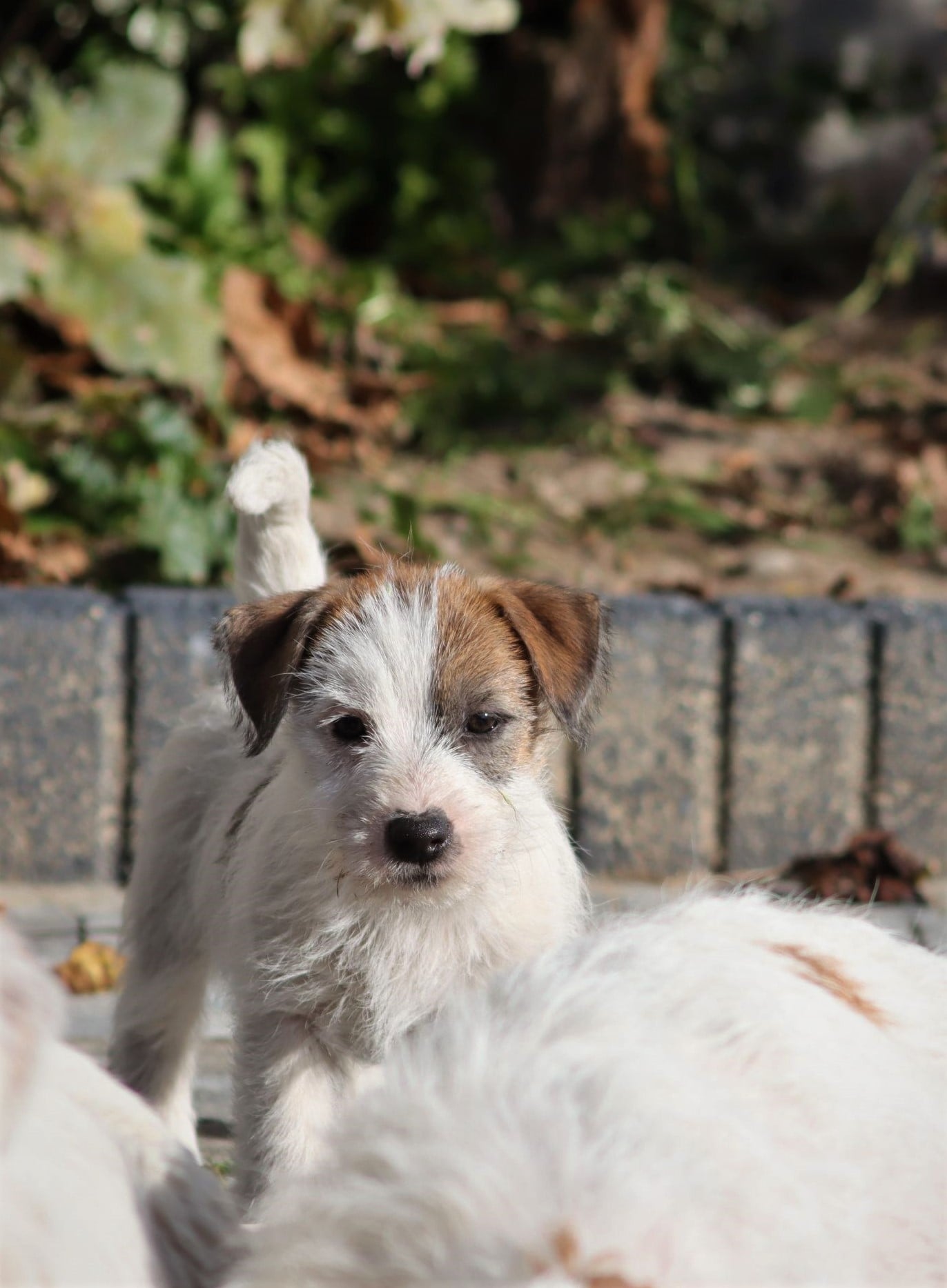 COLIN I CZARLI Jak Rani... - Jak Rani Jack Russell Terrier