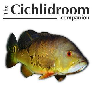 #Neolamprologus sp.... - The Cichlid Room Companion | Facebook