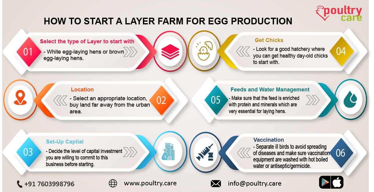 PoultryCare - How to start a layer farm for egg production... | Facebook