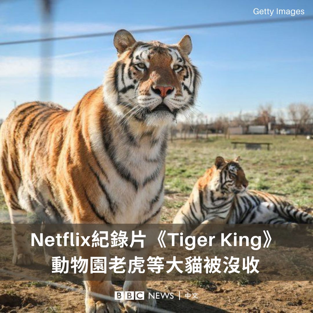 BBC News 中文（繁體） - 堪稱比電影更戲劇離奇的Netflix紀錄片系列《虎王》（《Tiger...