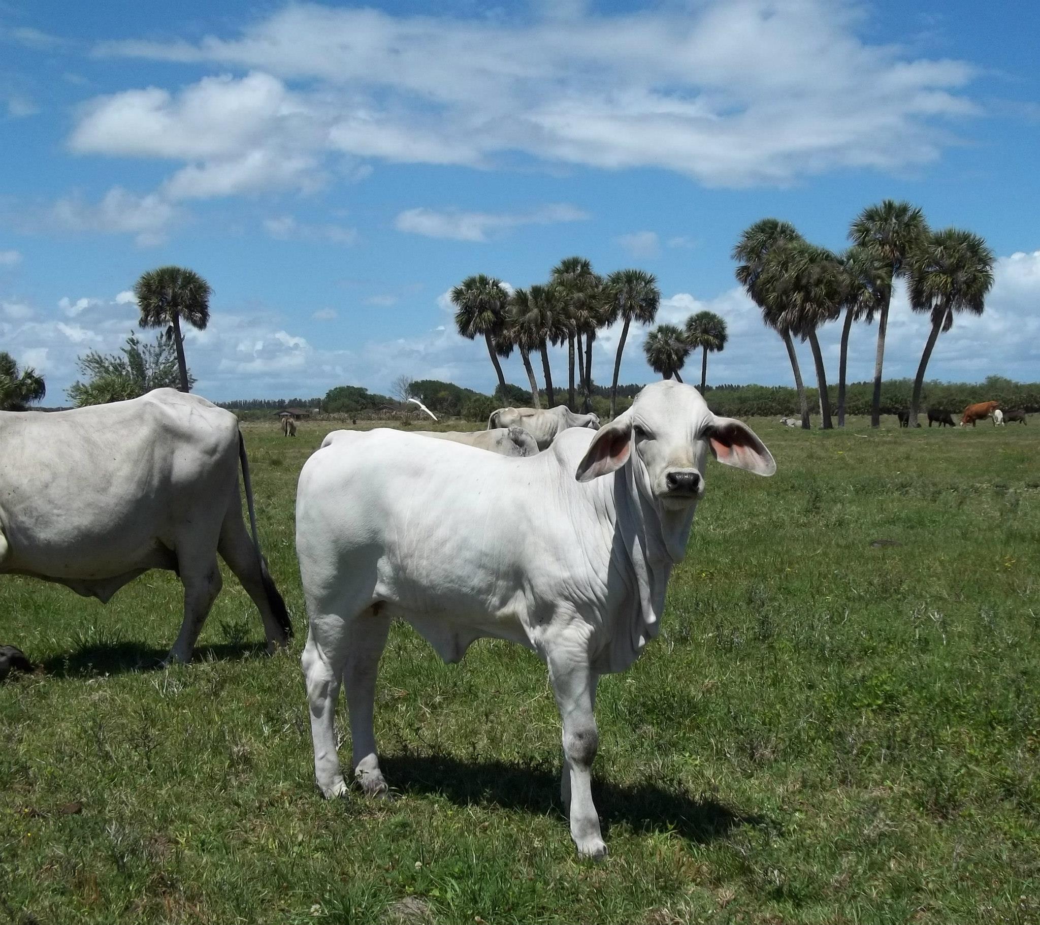 Calves sired by a DPR bull! Looking... - Doc Partin Ranch