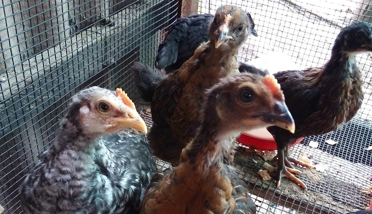 Venta pollitos de chacra