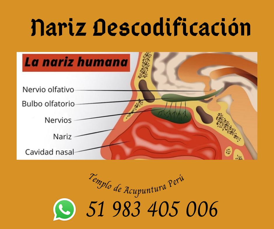 Templo - NARIZ, SENOS PARANASALES BIODESCODIFICACIÓN Úlcera: 4ª Etapa ...