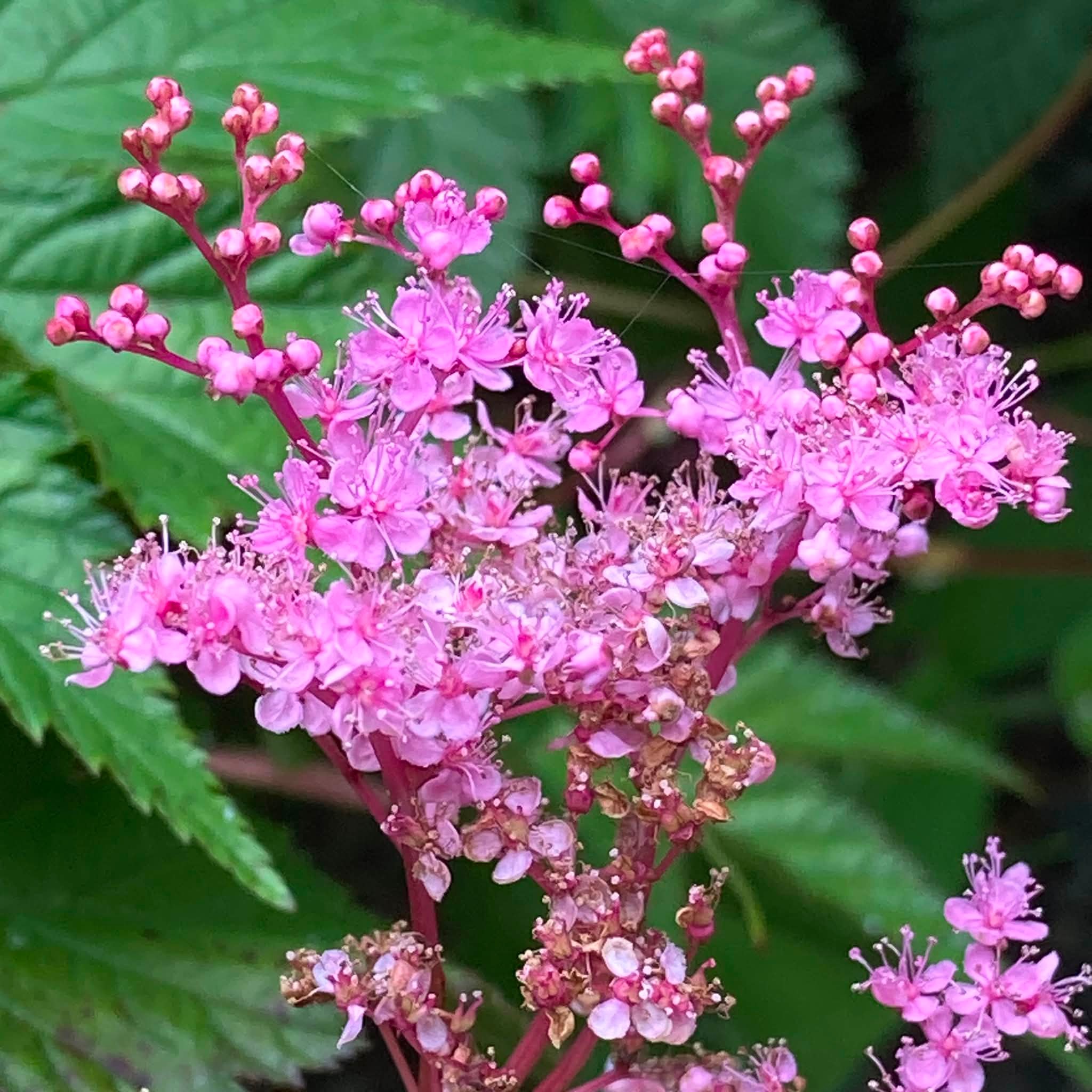 ニオイバンマツリ（匂蕃茉莉）大きな苗木２本土から87cm 5月24日撮影・花蕾付 ニオイバンマツリ (匂蕃茉莉)ナス科の植物 蕾が宇宙人みたい！ 一年に