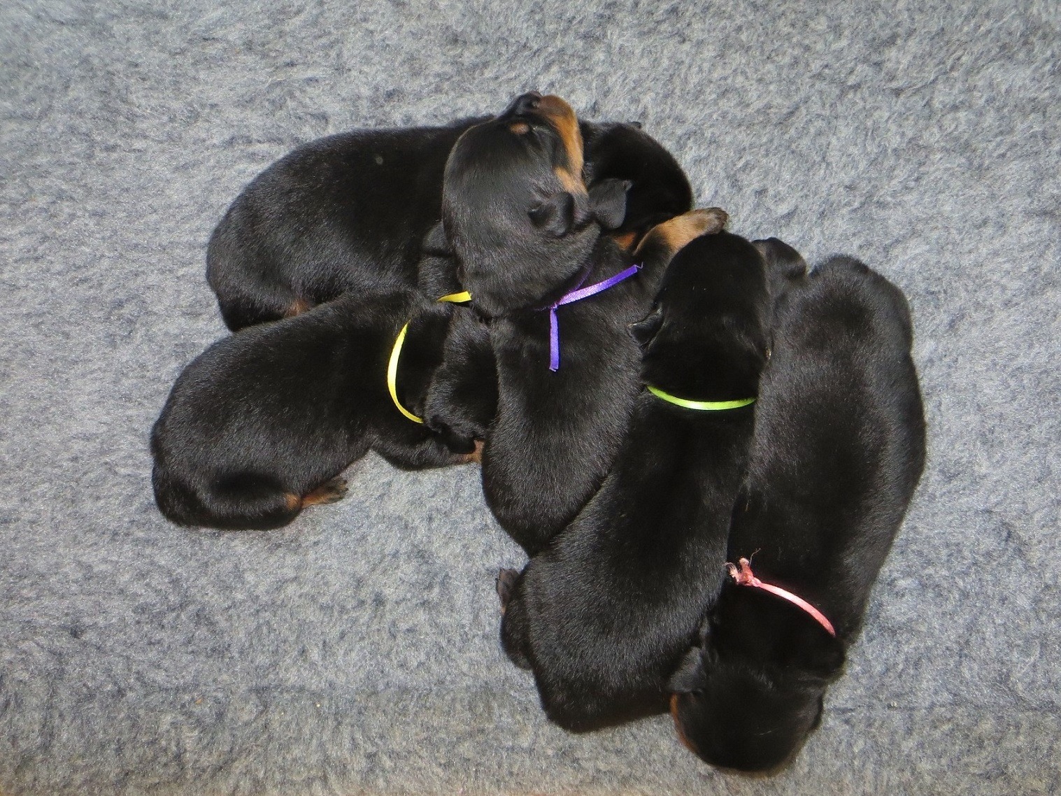 Iva and Jonny’s pups at 2 weeks... - Mid Penn Rottweilers | Facebook