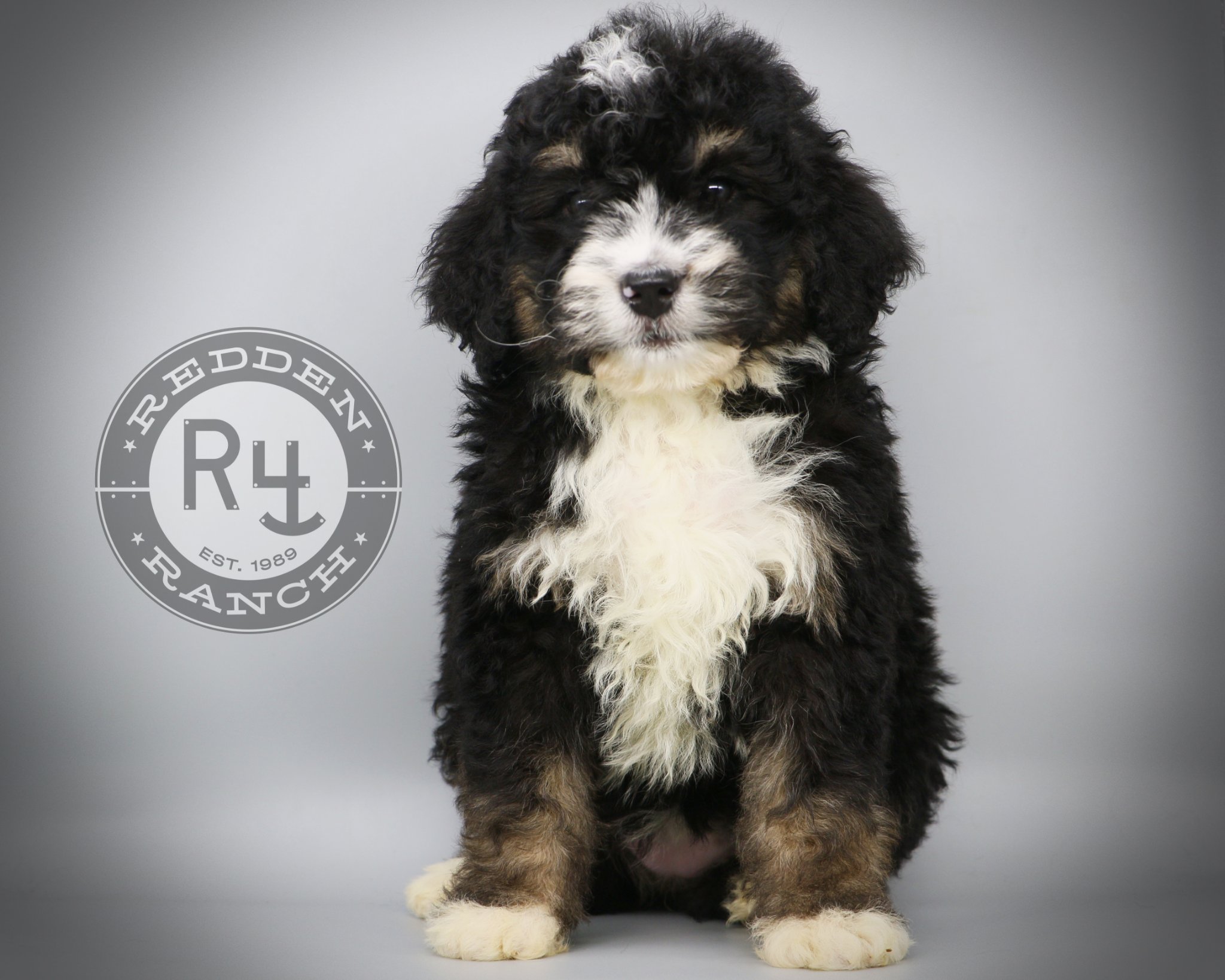 💥💥 Bernedoodle 💥💥... - Redden Ranch - Rocking R4