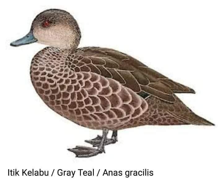 FAUNA INDONESIA BURUNG ITIK... - Biodiversity Indonesia