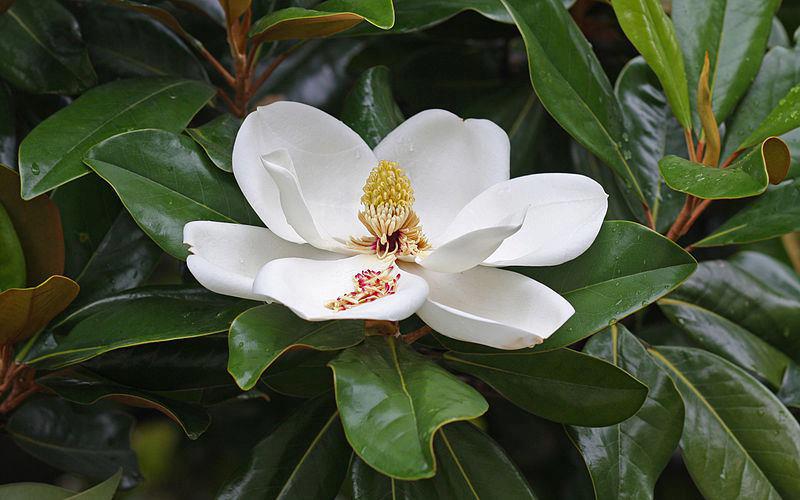 Magnolia Rising | Boaz AL