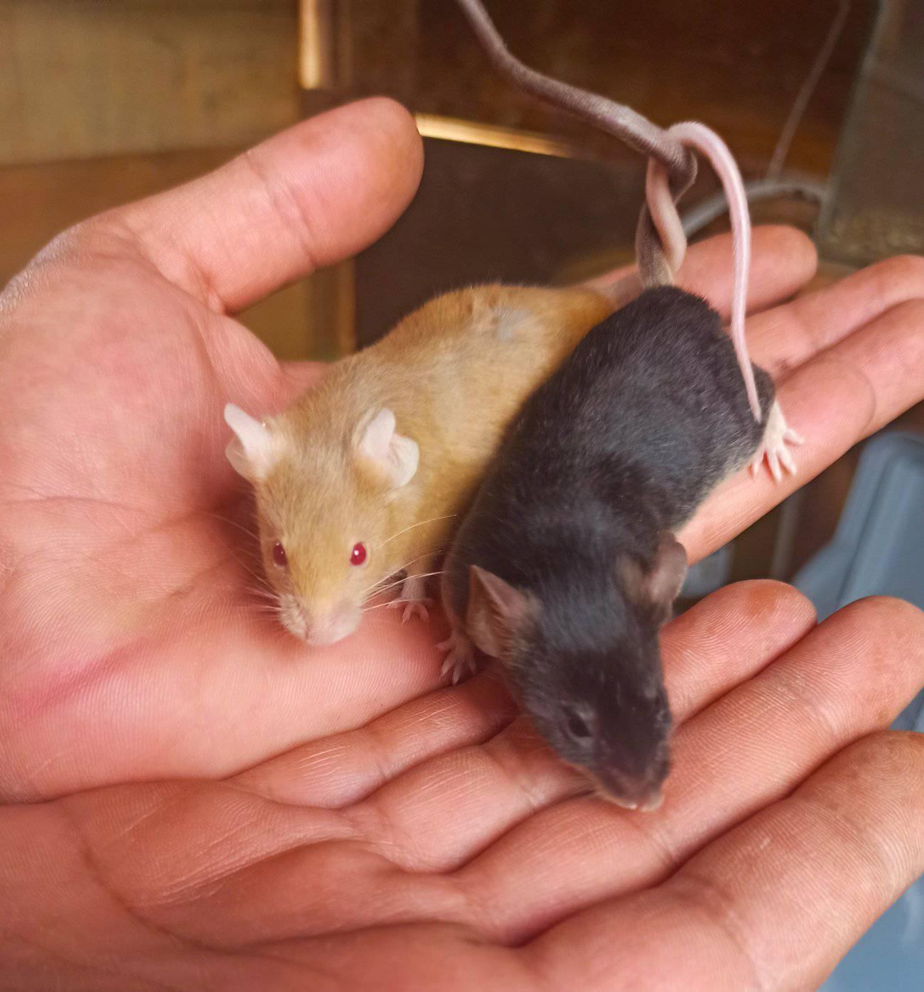 Ratas Y Ratones De Antioquia