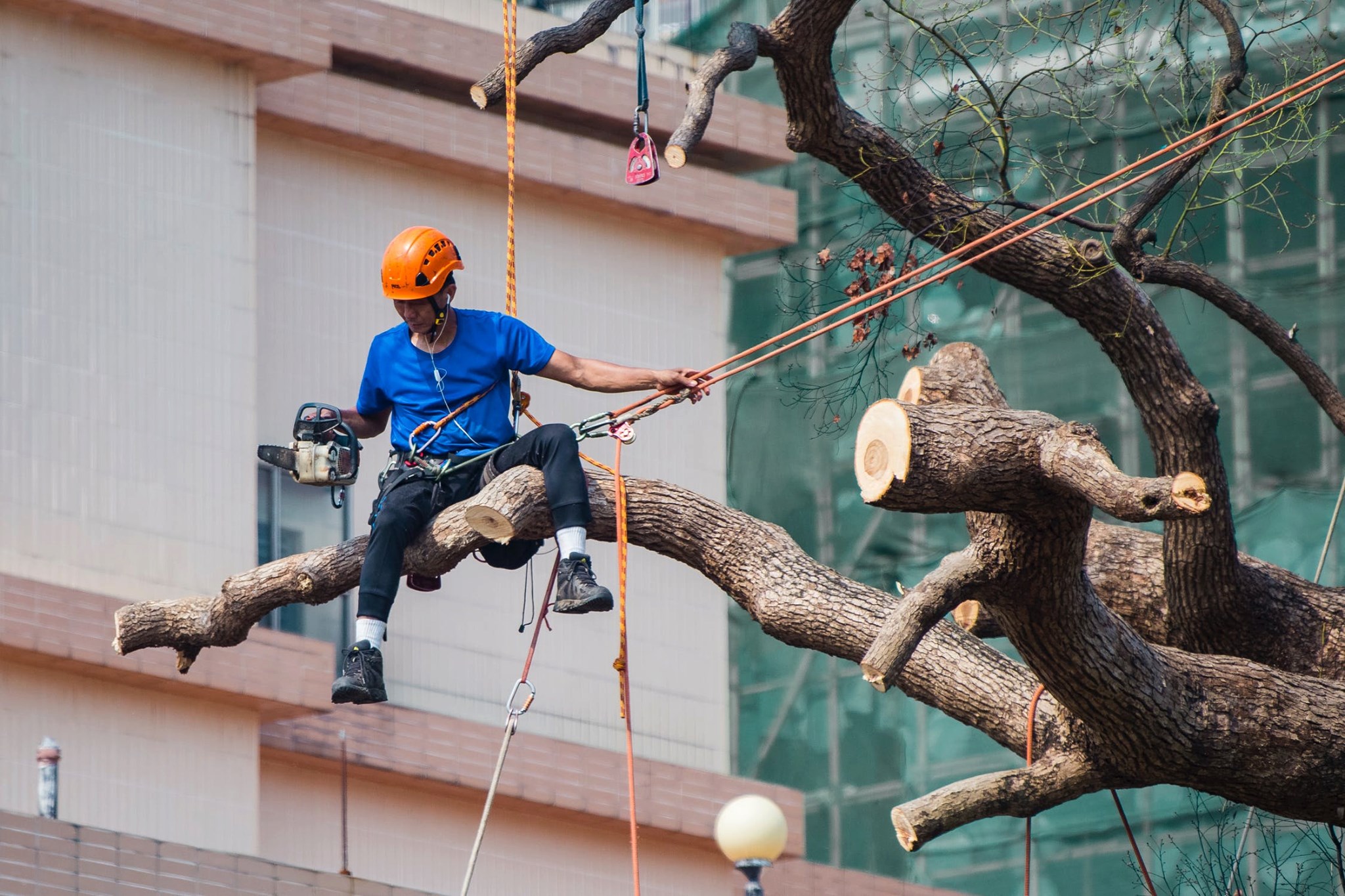Miami Tree Trim | Miami FL