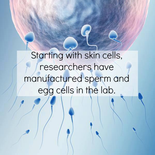 Amazing science - The mouse skin cells were transformed into primordial ...