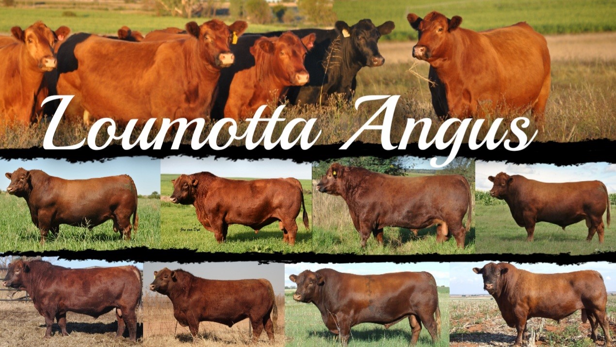 Rouse Livestock - Liking these baldy calves | Facebook