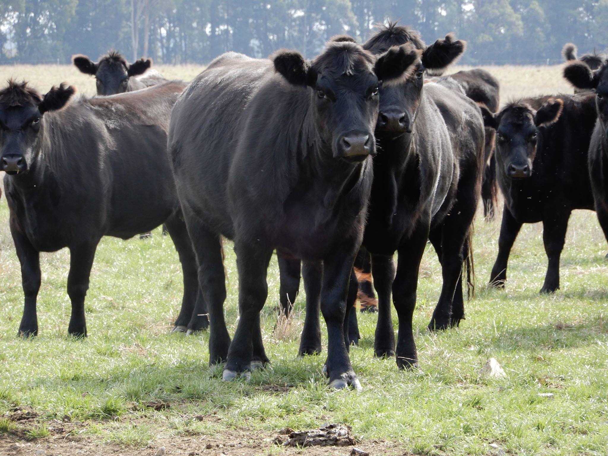 Callow Livestock Pty Ltd | Dunedoo NSW