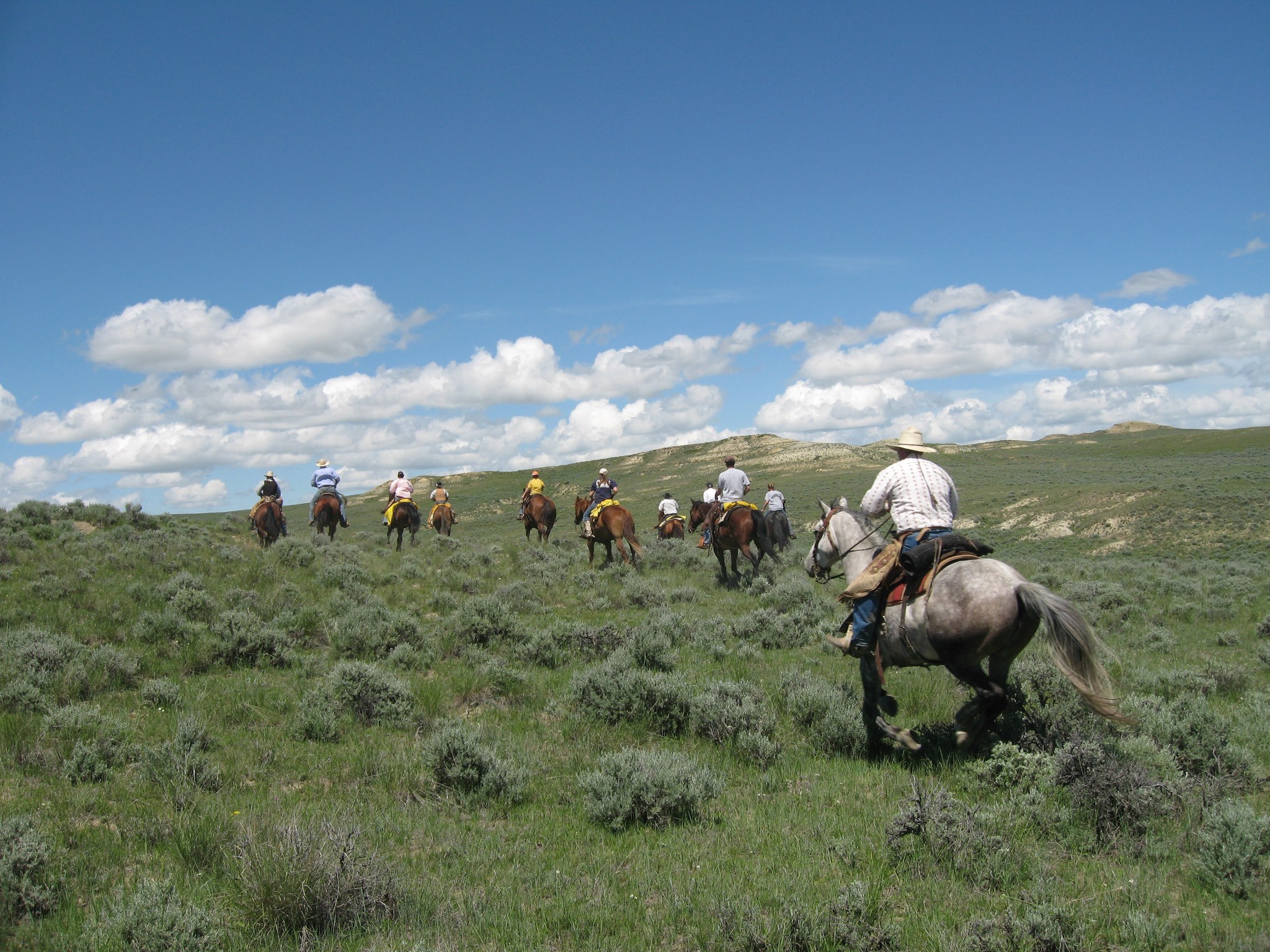 LO Cattle Company