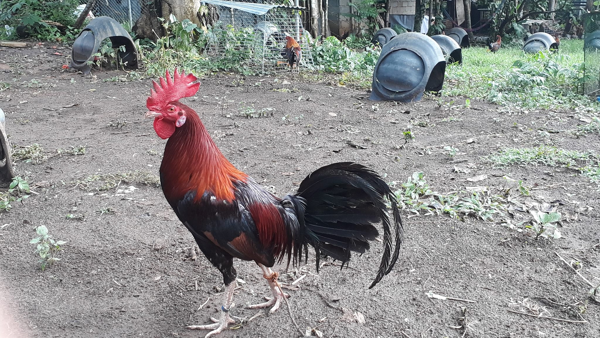 Handos Gamefarm