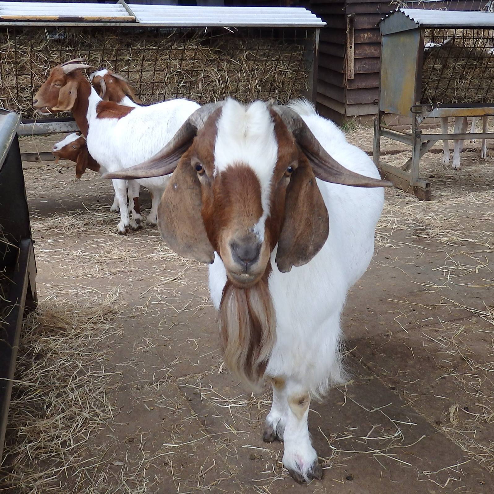 Buttercups Sanctuary for Goats - Looking for the ideal present for that ...