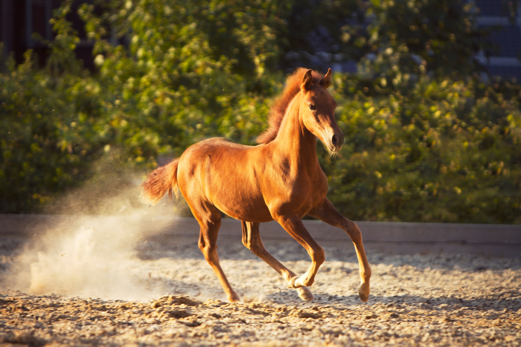Speed Racking... - Speed Racking Horses Vogelstockerhof