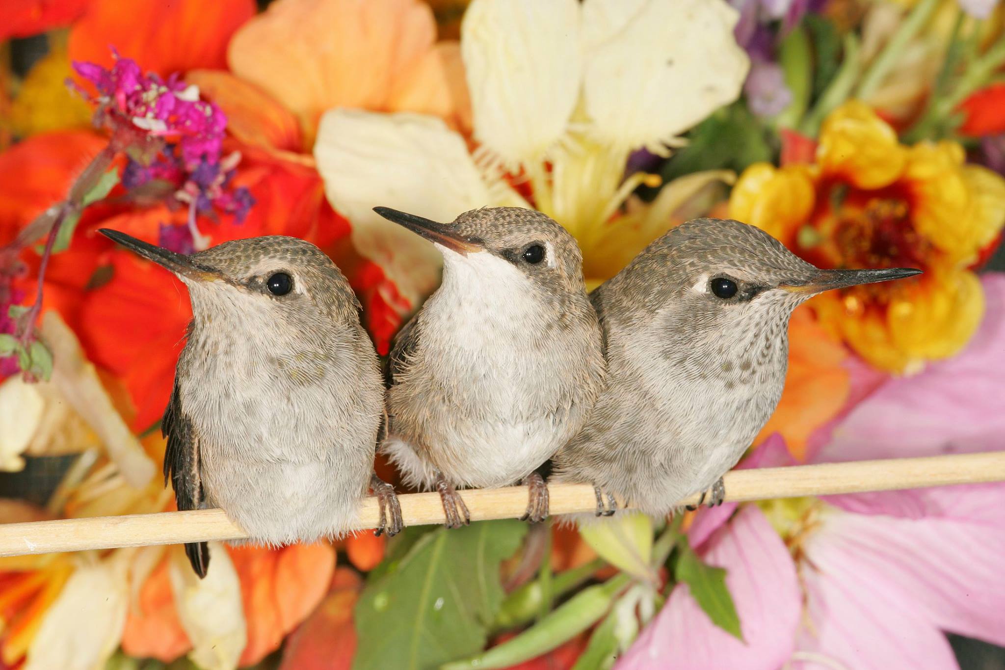 It Hummingbird Ltd
