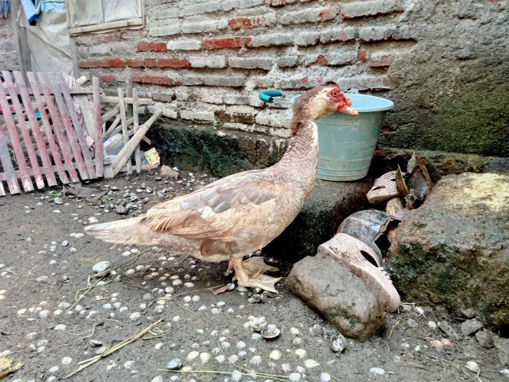 Peternak mentok rambon & Lokal pasuruan pastim | Facebook