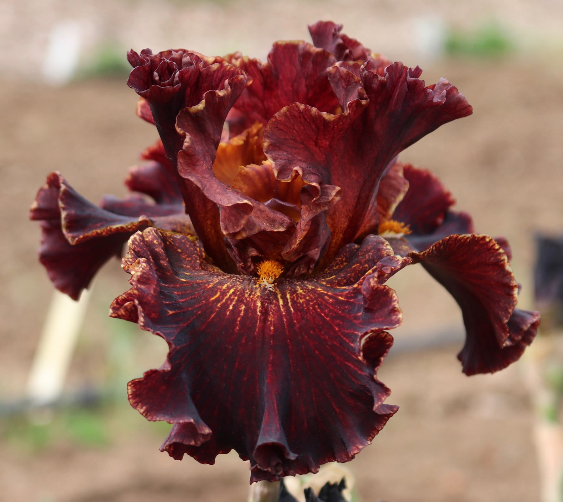Dutch Chocolate Schreiner iris review