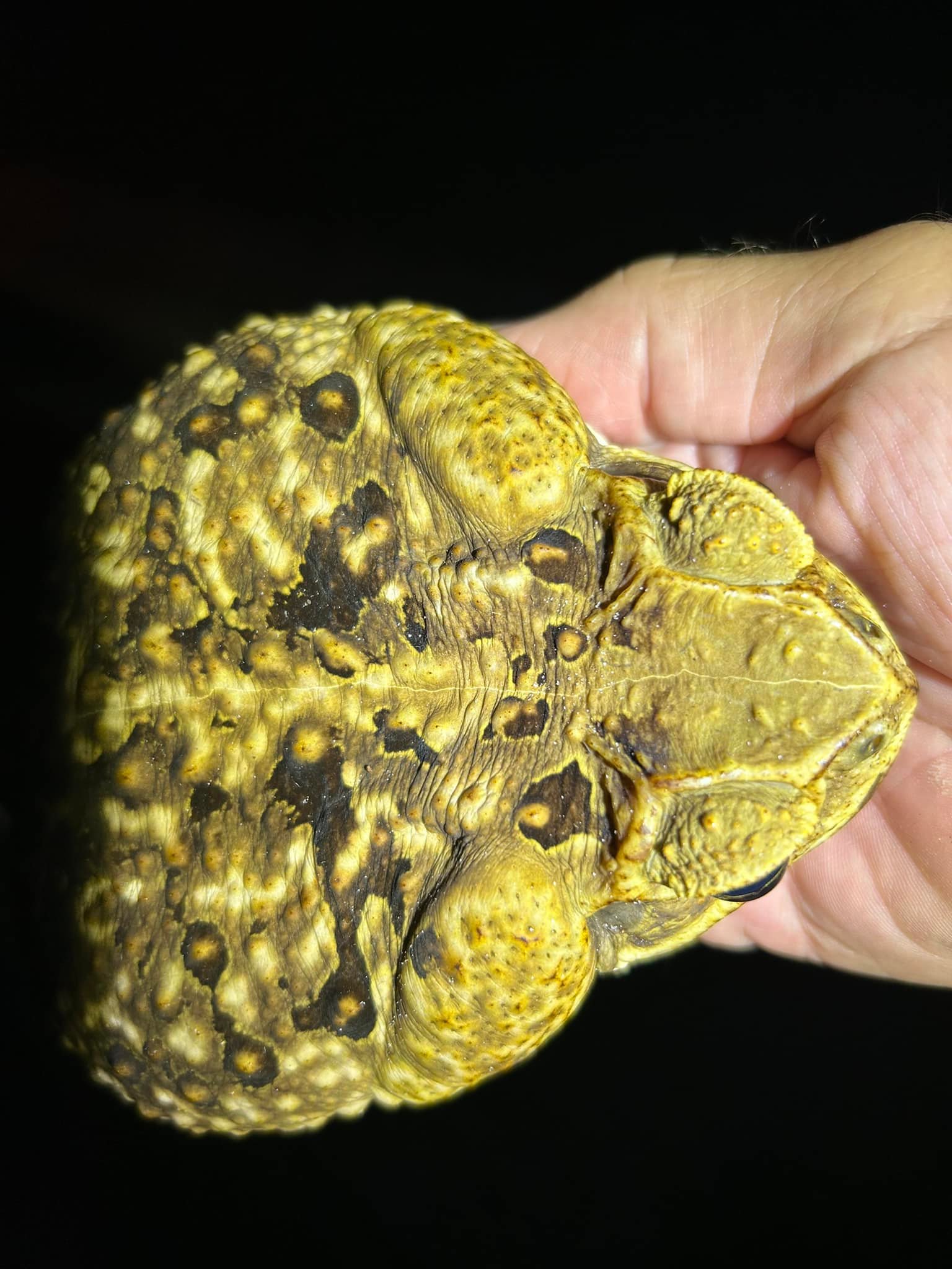 Cane Toad Collection