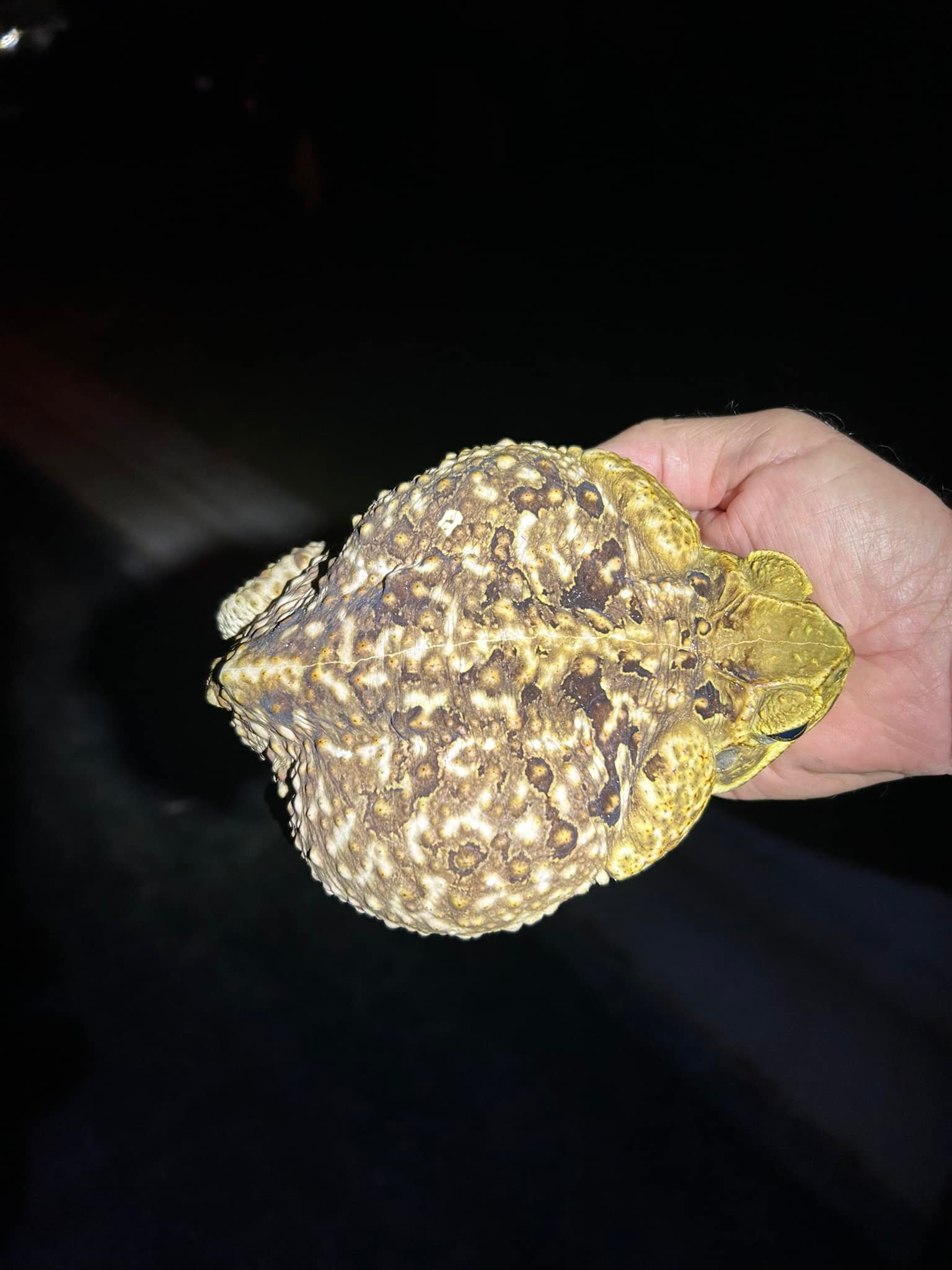 Cane Toad Collection