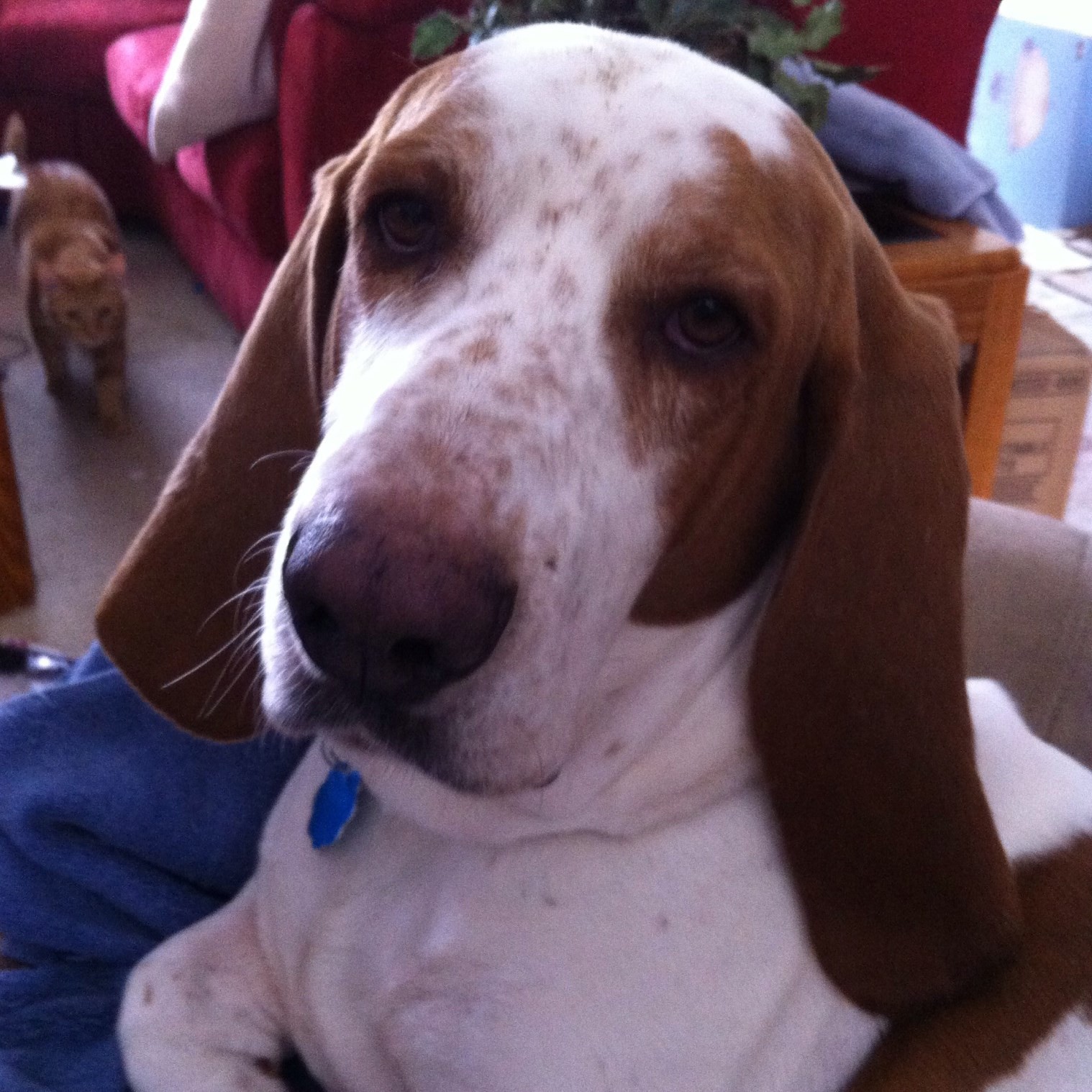 Remembering Maxie Boy on his 1... - Max The Moocher Bowers | Facebook
