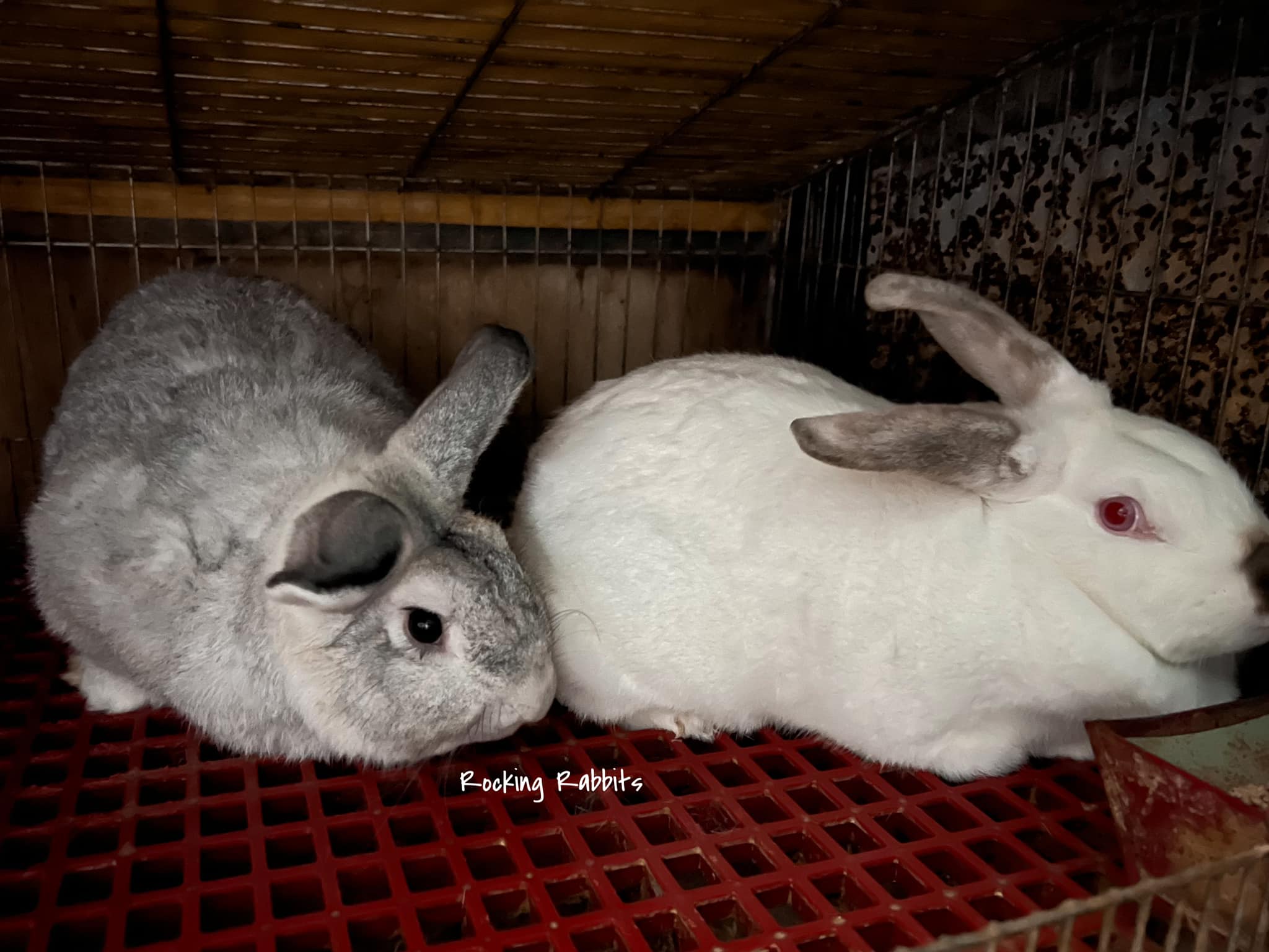 Rocking Rabbits
