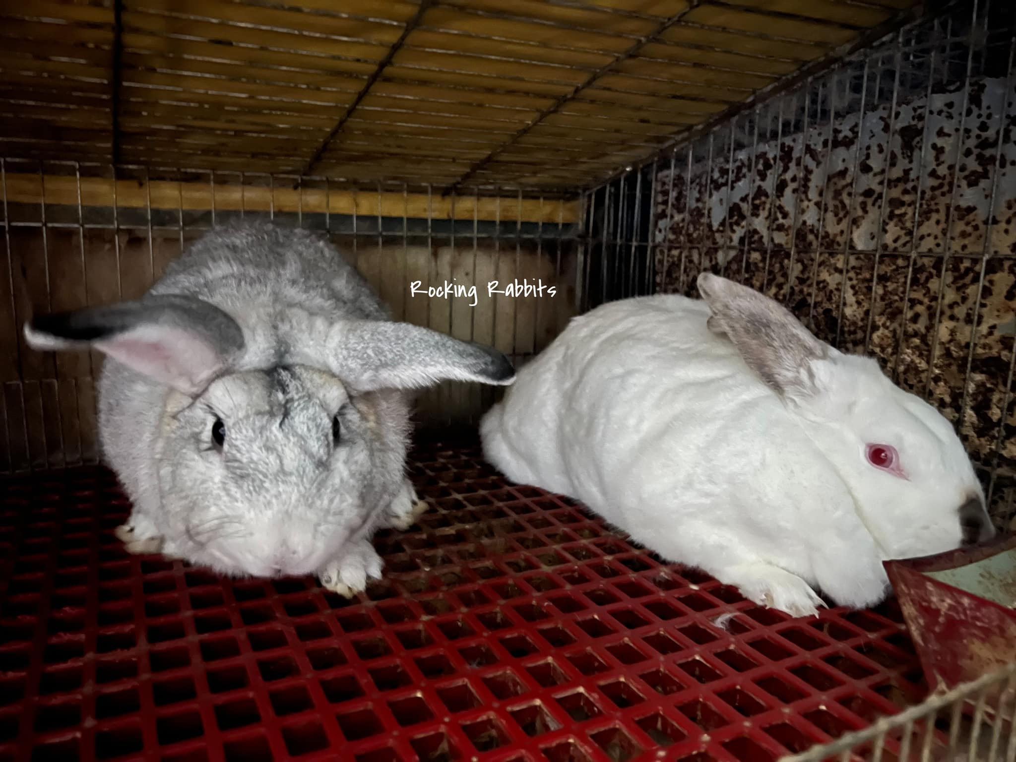 Rocking Rabbits