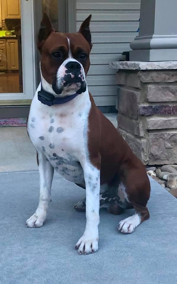Happy Birthday Jagger!!! You have made... - BellRidge Boxers | Facebook