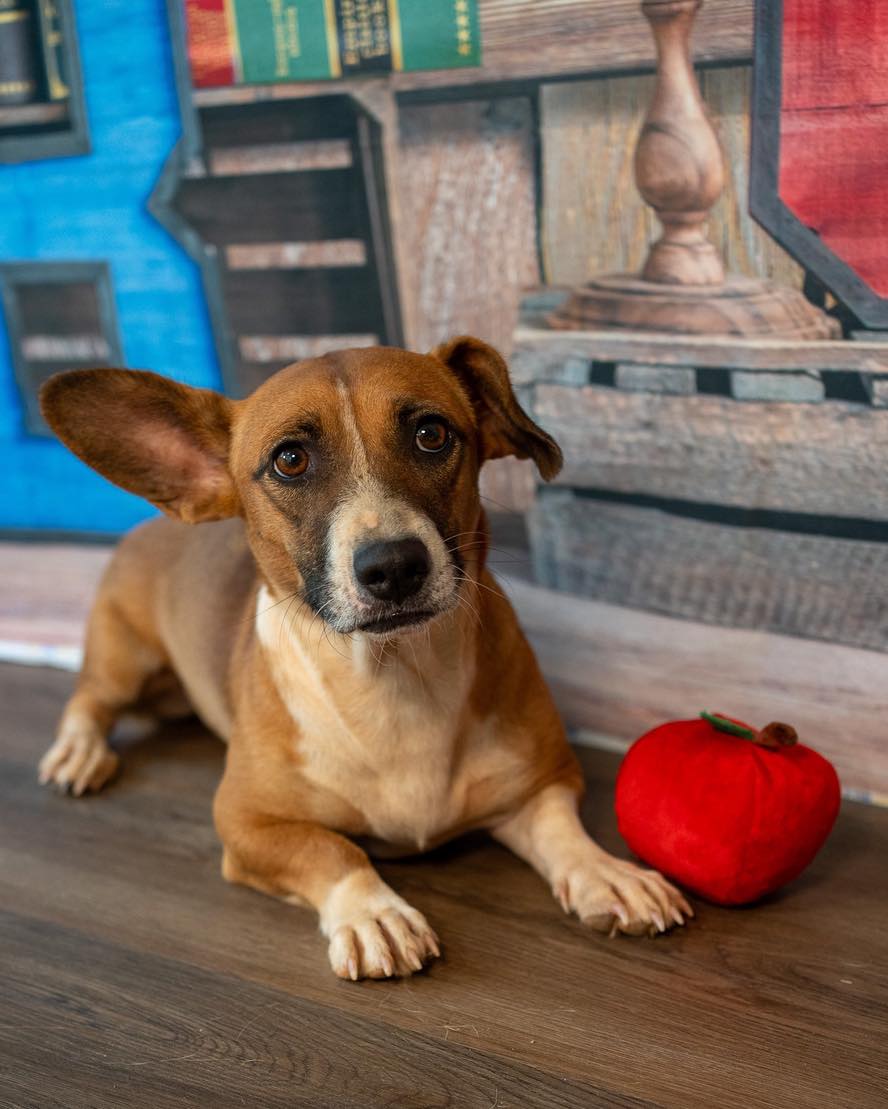Meet Missy, a shy corgi mix available for adoption