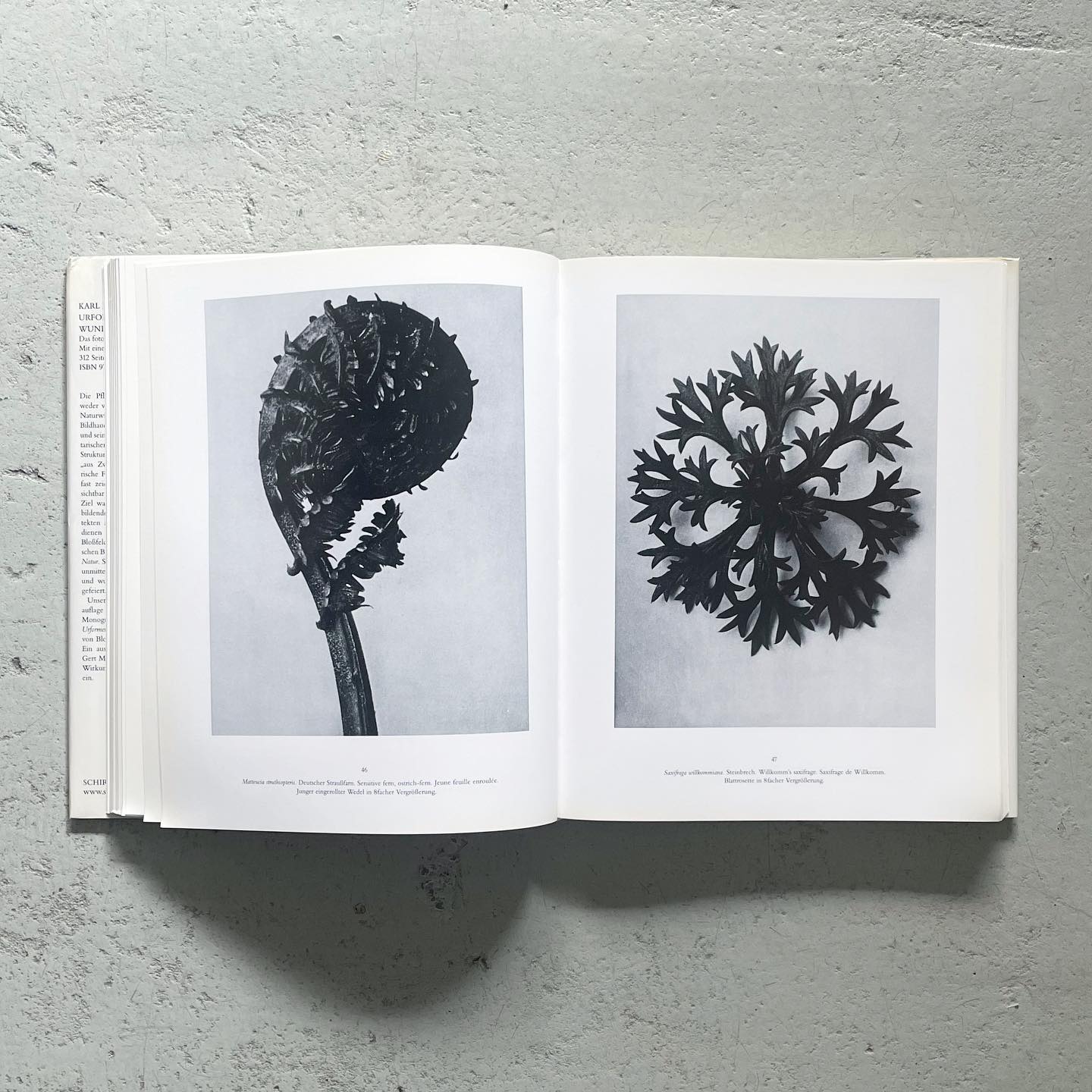 Karl Blossfeldt: Urformen der Kunst Wundergarten der Natur カール 