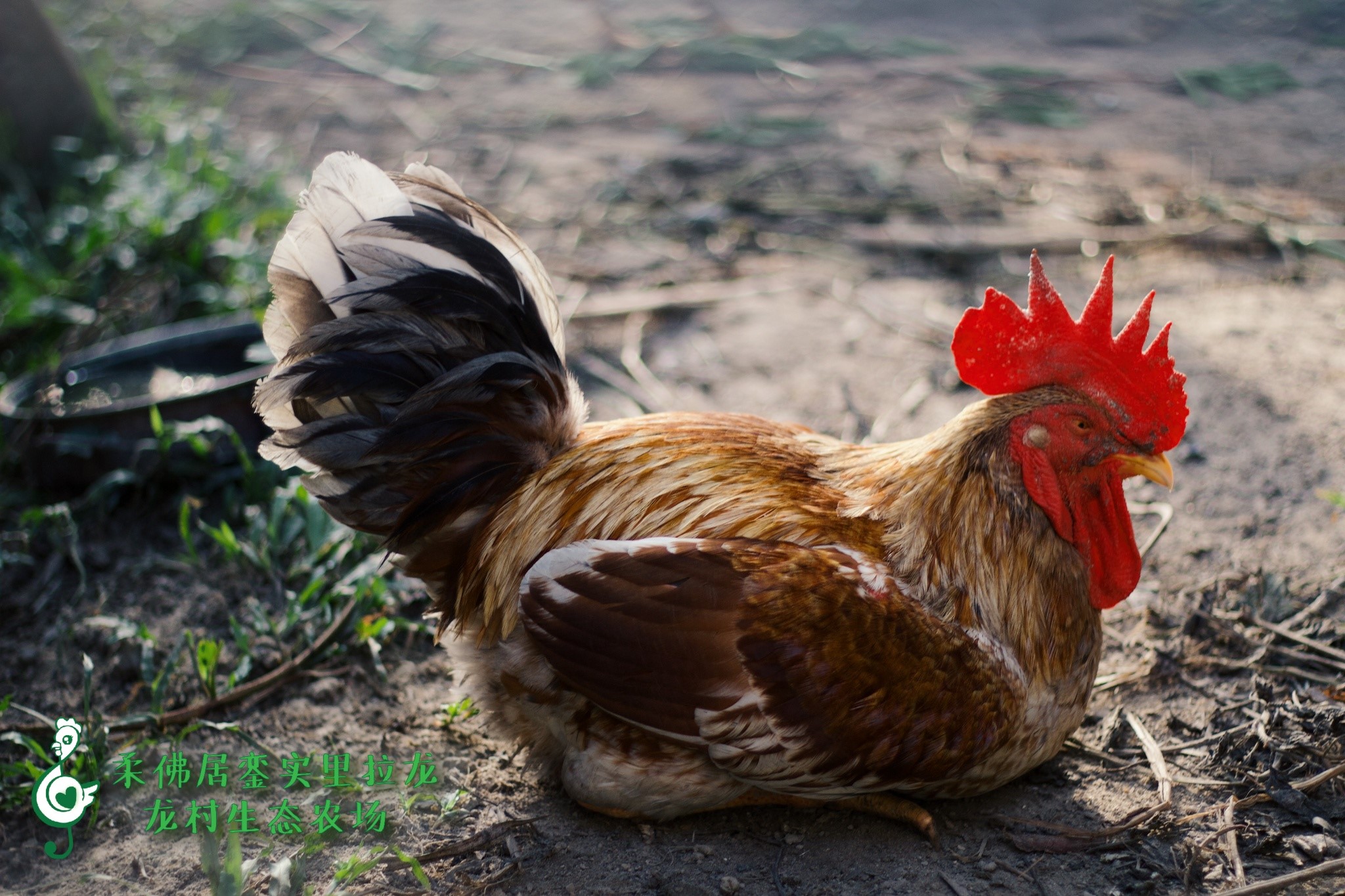 雄壯!!威武!!農場裡的老公雞🐓 下面留言猜猜這隻雞有幾公斤🤓... - MonacomFarm 龙村生态休闲农场 | Facebook