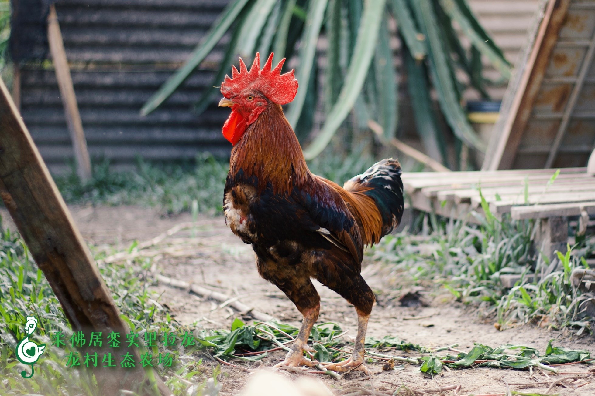 雄壯!!威武!!農場裡的老公雞🐓 下面留言猜猜這隻雞有幾公斤🤓... - MonacomFarm 龙村生态休闲农场 | Facebook