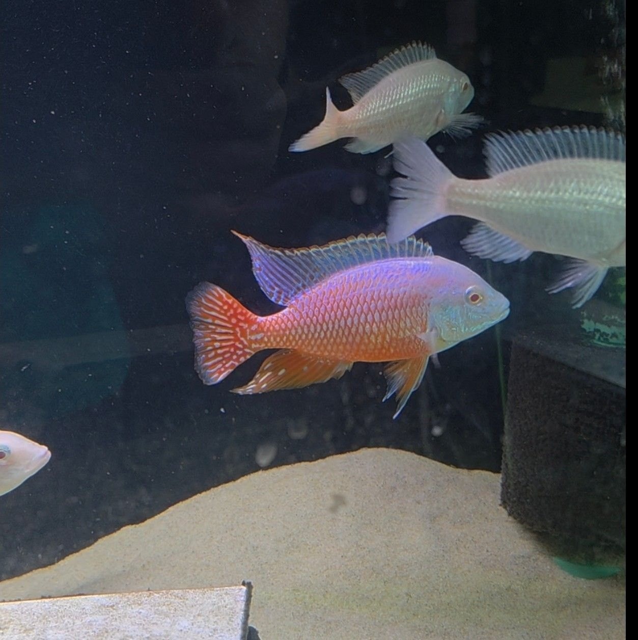 African Cichlid Breeders | Show me your albino ruby red peacocks | Facebook