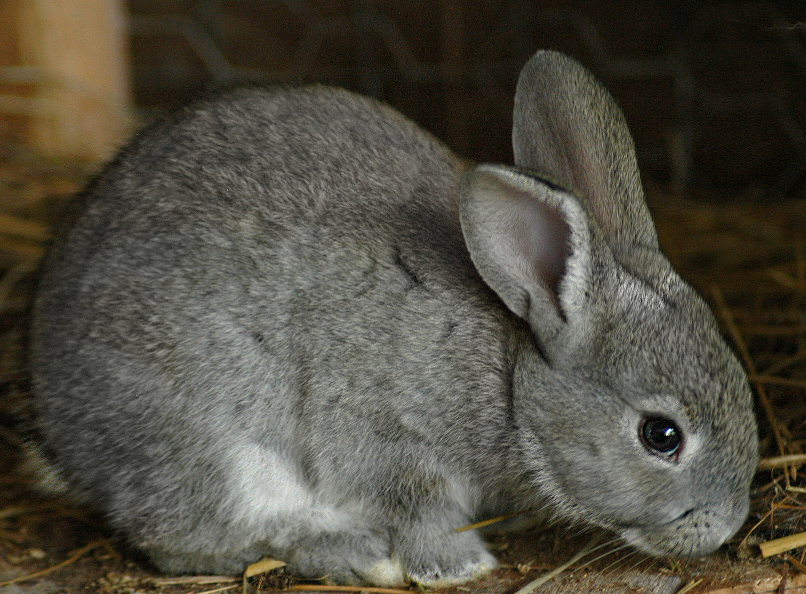 Sawyer Creek Farm Flemish Giant Rabbitry | Dixon Springs TN