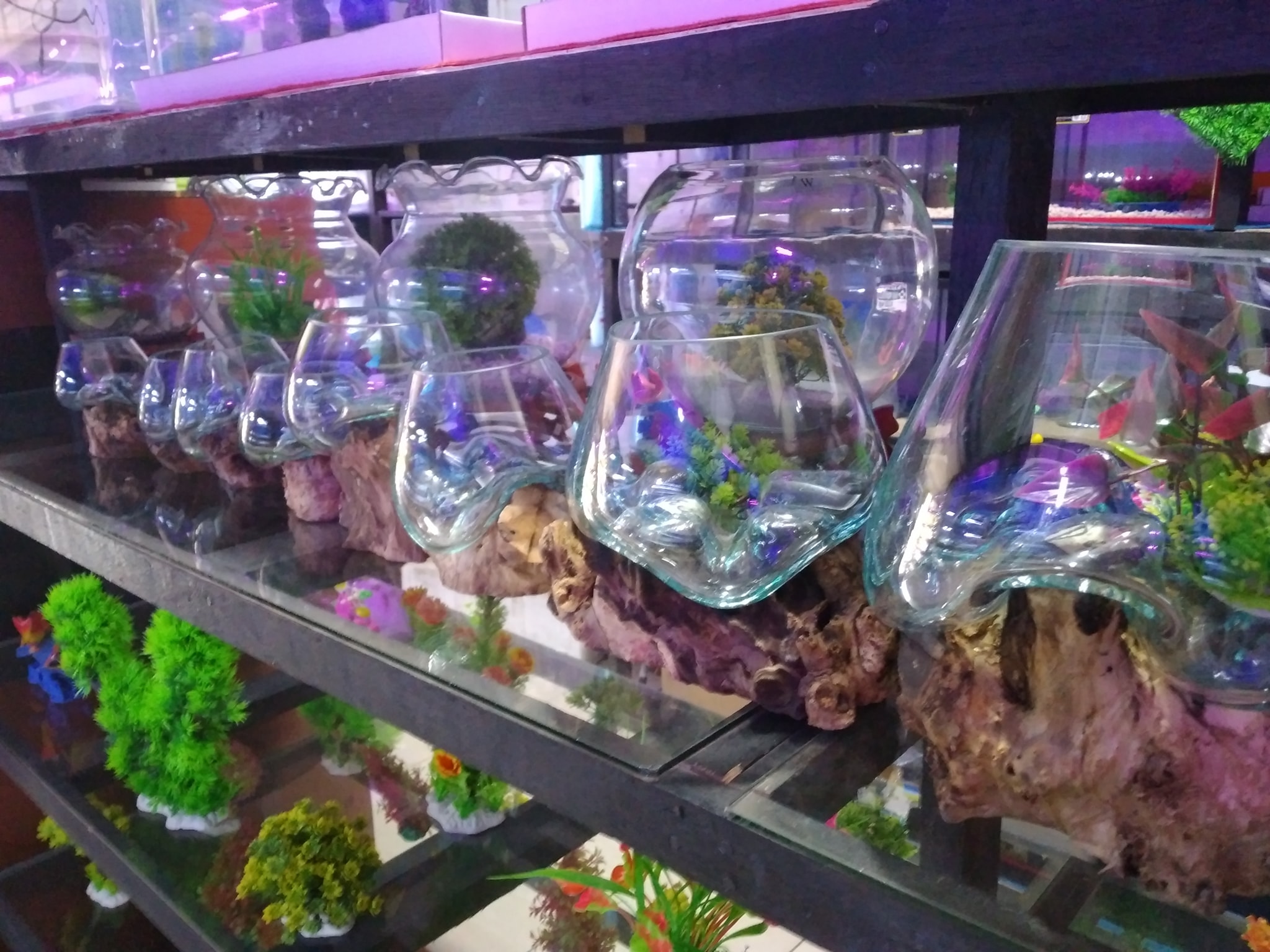 Handoko Aquarium | Medan