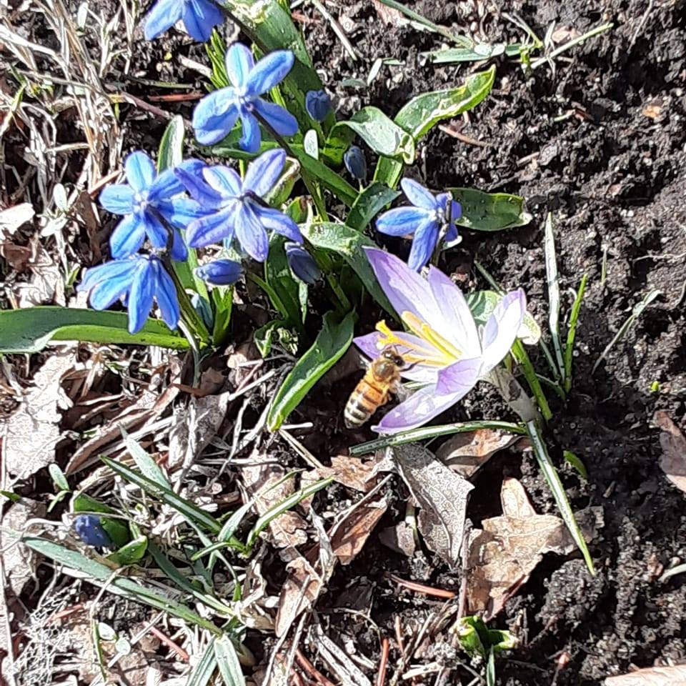 I was on the trail over the berm... - Spring Pond Woods | Facebook