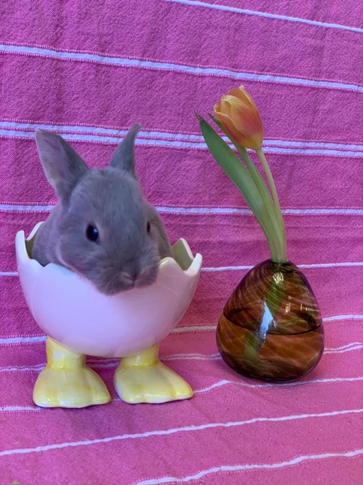 Red Rock Rabbitry