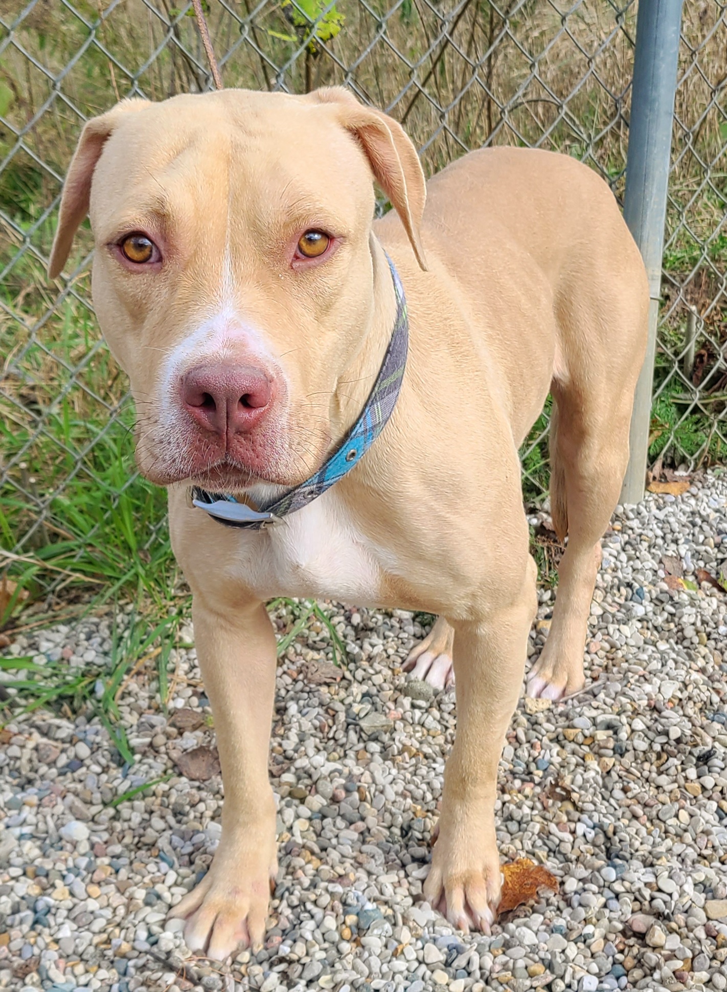 Meet our sweet but shy girl... - Missaukee Humane Society