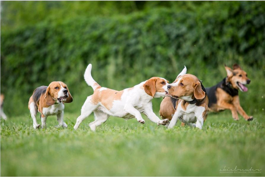Beagle Club Deutschland... - Beagle Club Deutschland e.V.