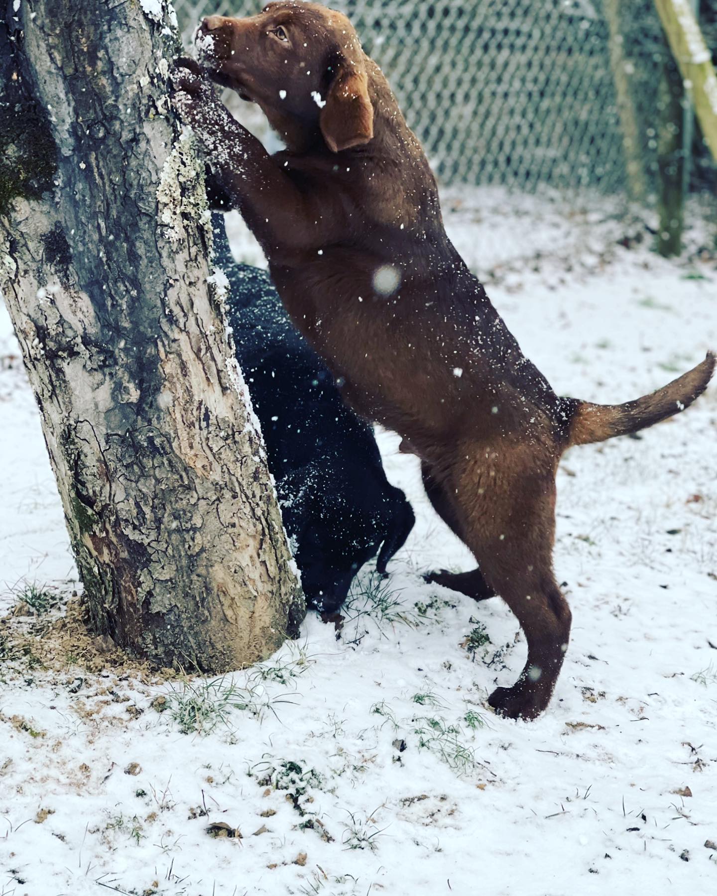 Tried & True Labradors